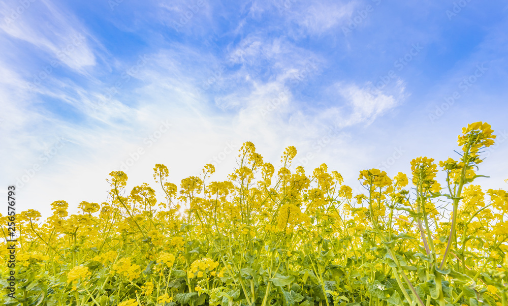 菜の花と青空