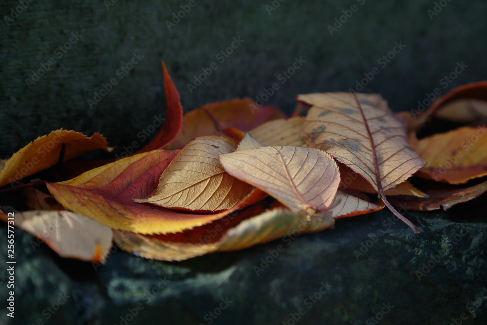 美しく紅葉した葉