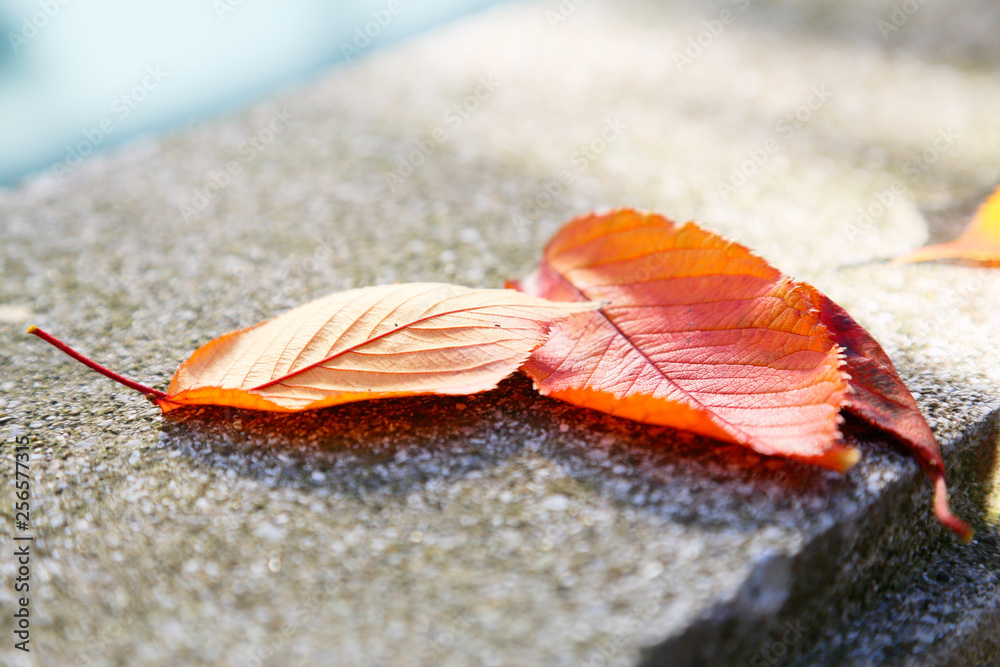 美しく紅葉した葉