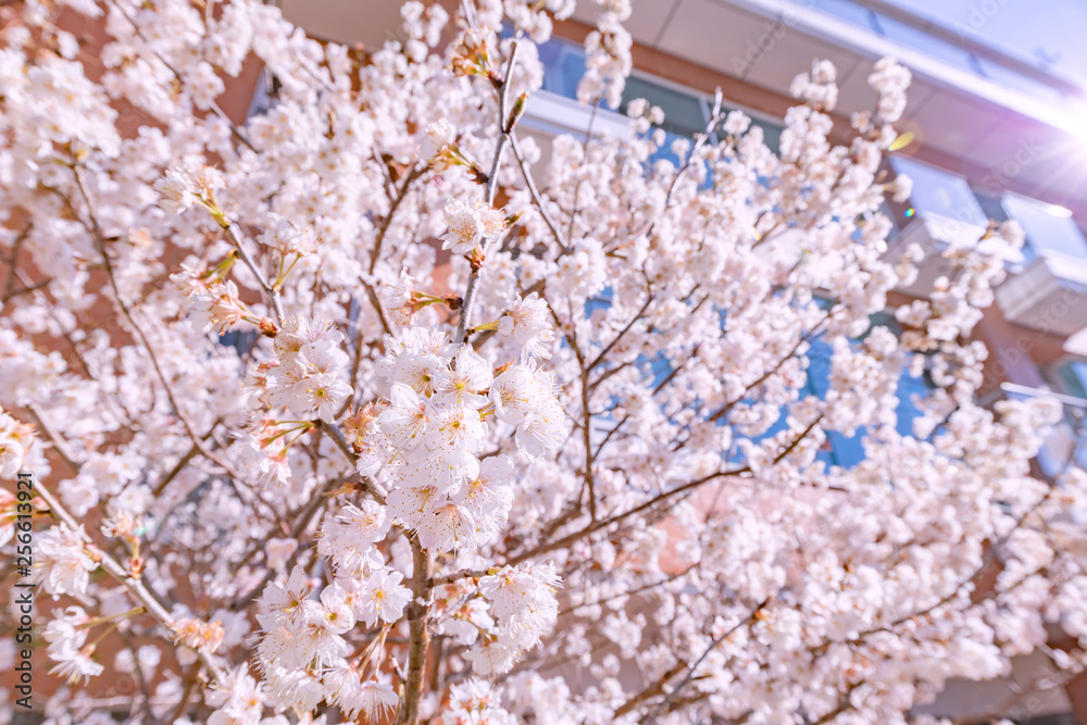 都会の桜