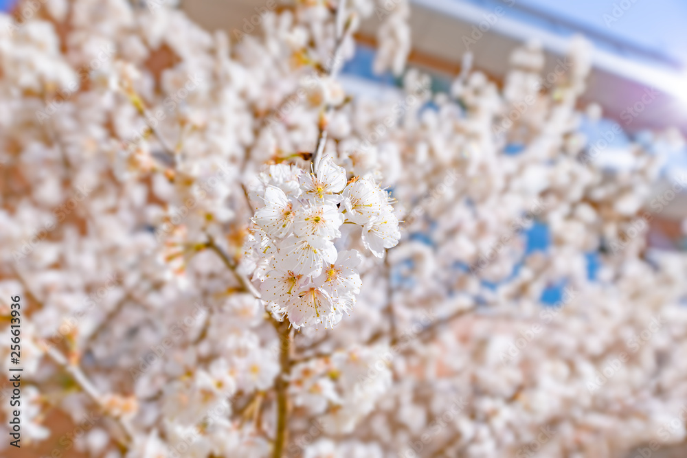 都会の桜