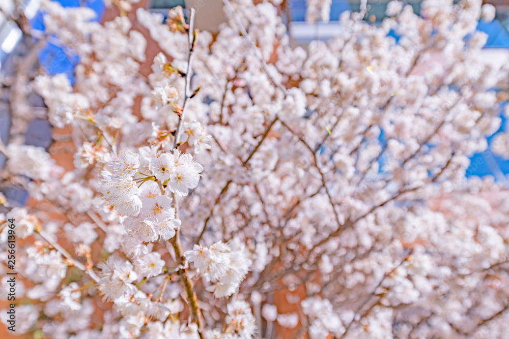 都会の桜