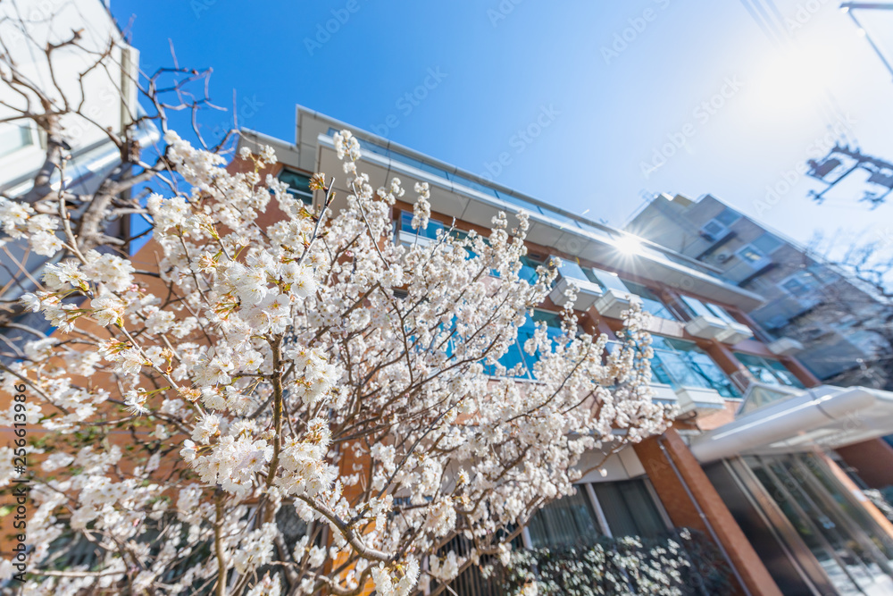 都会の桜