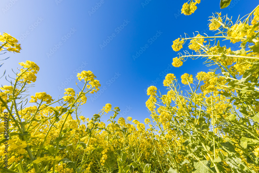 菜の花と青空