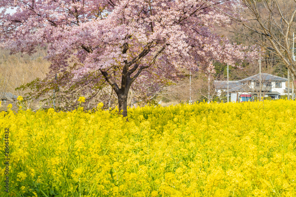 菜の花と桜の木