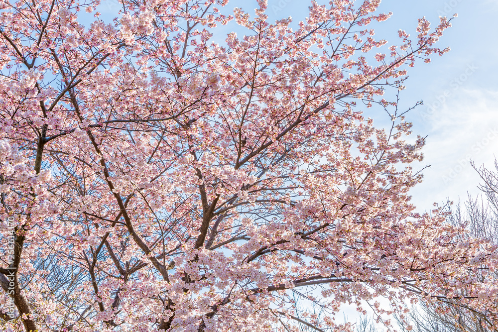 満開の桜