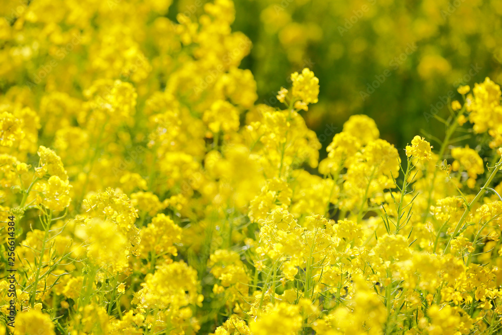 満開の菜の花