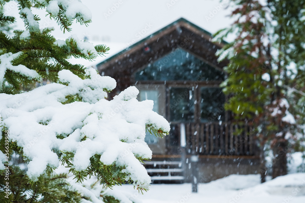 树叶上的雪，背景中模糊的经典小屋住宅