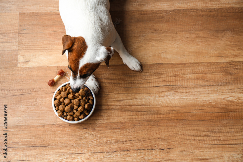 Cute funny dog near bowl with dry food at home