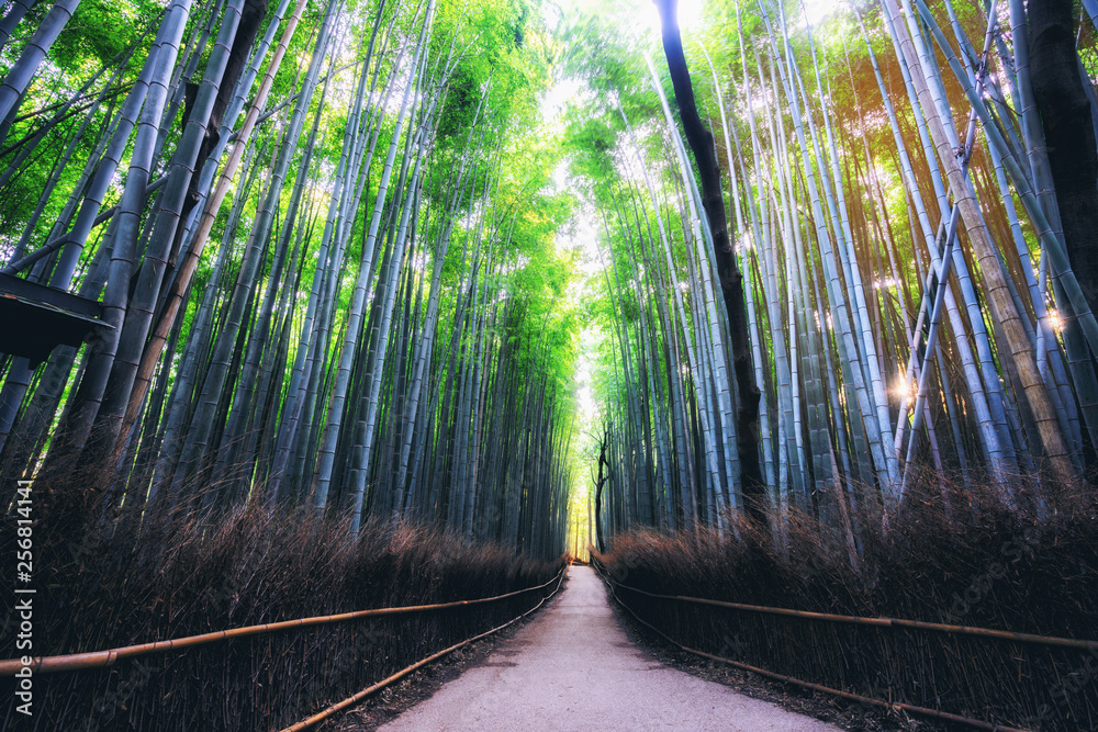 Arashiyama Bamboo Forest famous place in Kyoto Japan. - The Arashiyama Bamboo Grove is one of Kyoto’