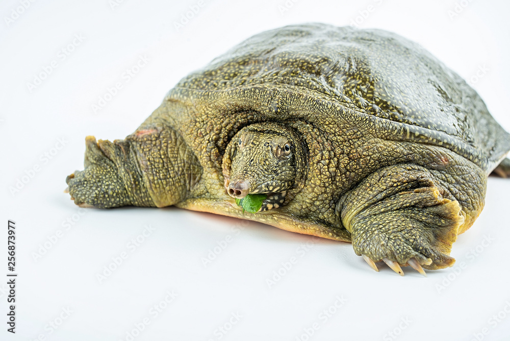 A fresh and lively turtle is biting lettuce leaves on a white background