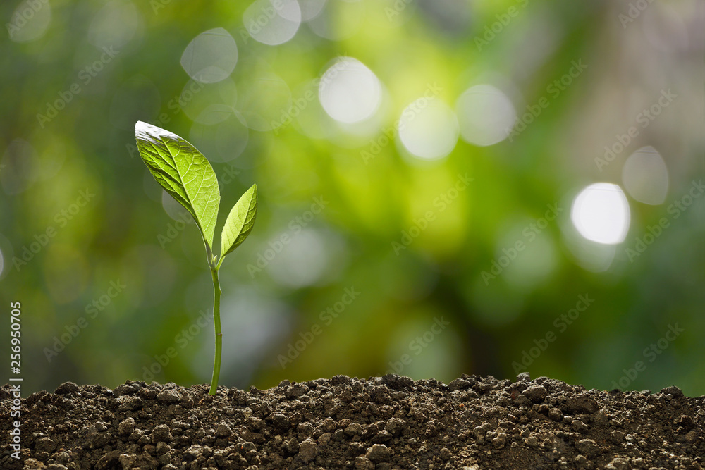 Green sprout growing out from soil on nature background