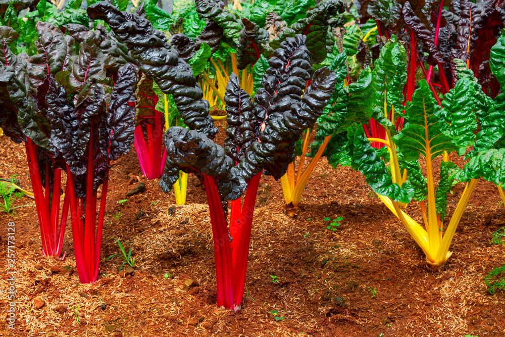 Swiss Chard, rainbow colors vegetable in a plantation.