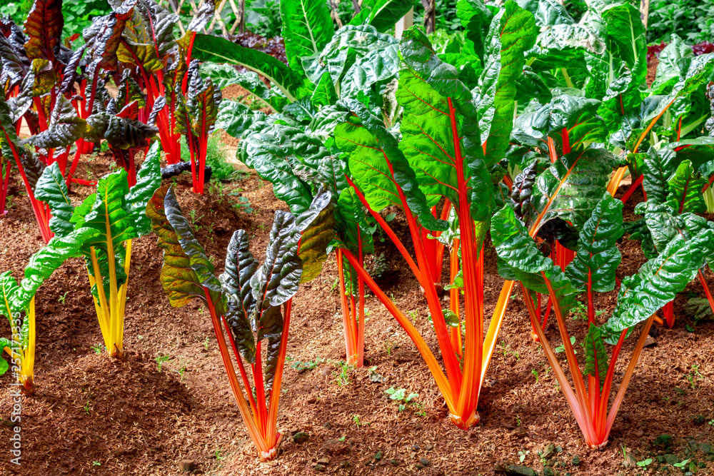 Swiss Chard, rainbow colors vegetable in a plantation.