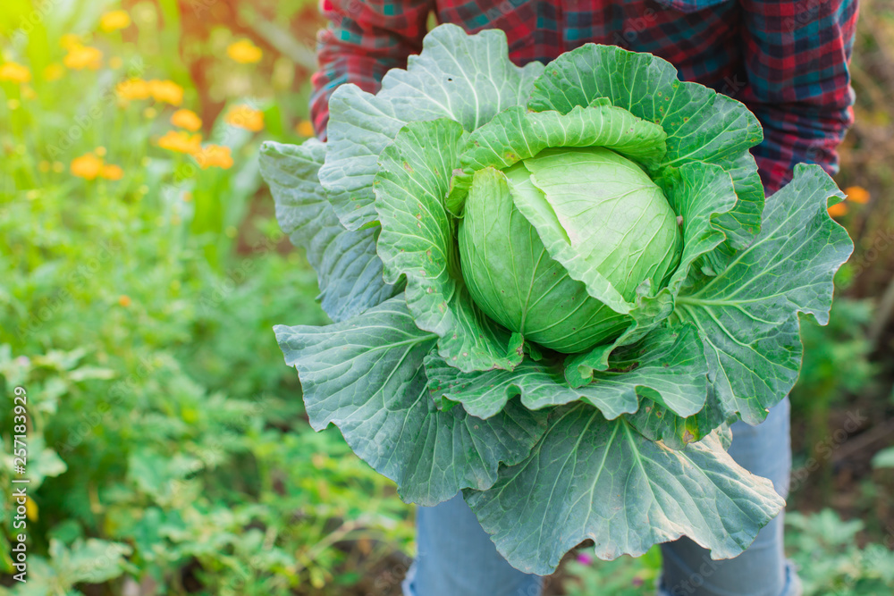 Organic vegetables in farmers hands,Organic cabbage,Farmers and cabbage, Hands holding cabbage