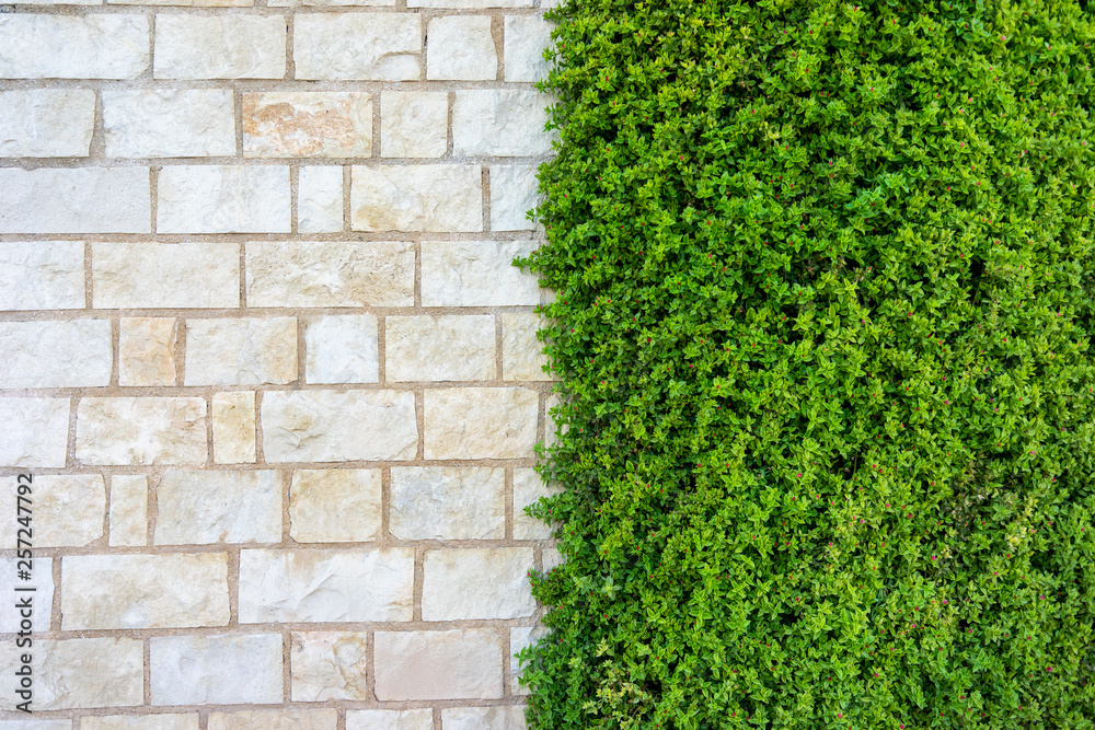 Stone wall with ivy as background