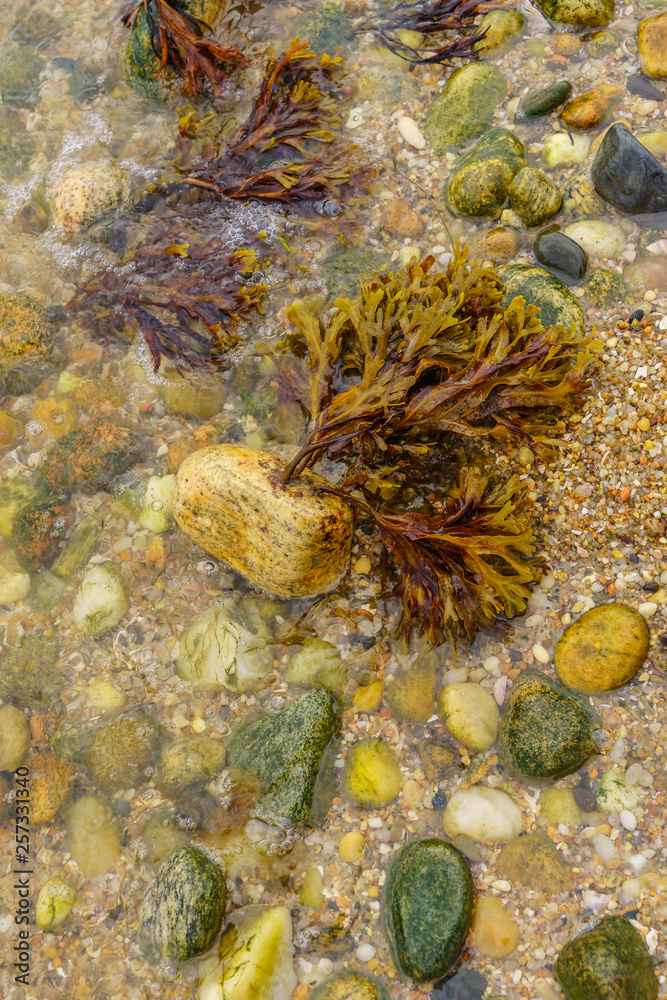 Orient Beach, sea water algae Long Island