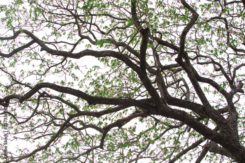 tree branches,Tree branches and green leaves in the forest,forest trees. nature green wood