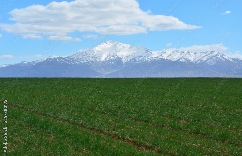  Plant Fields