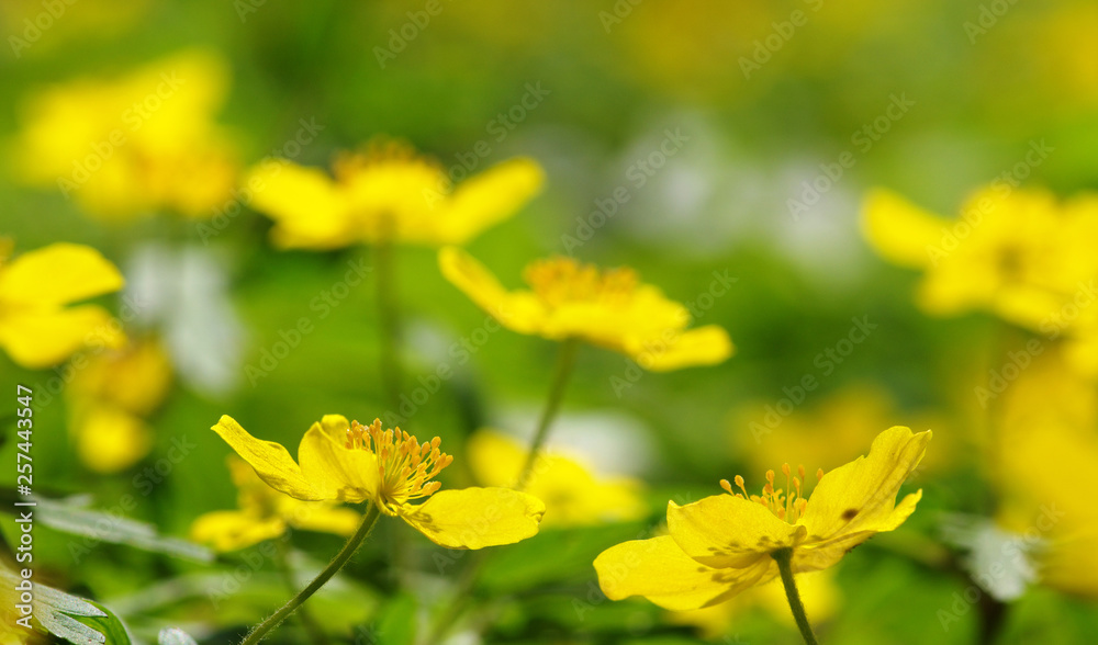 field of spring flowers