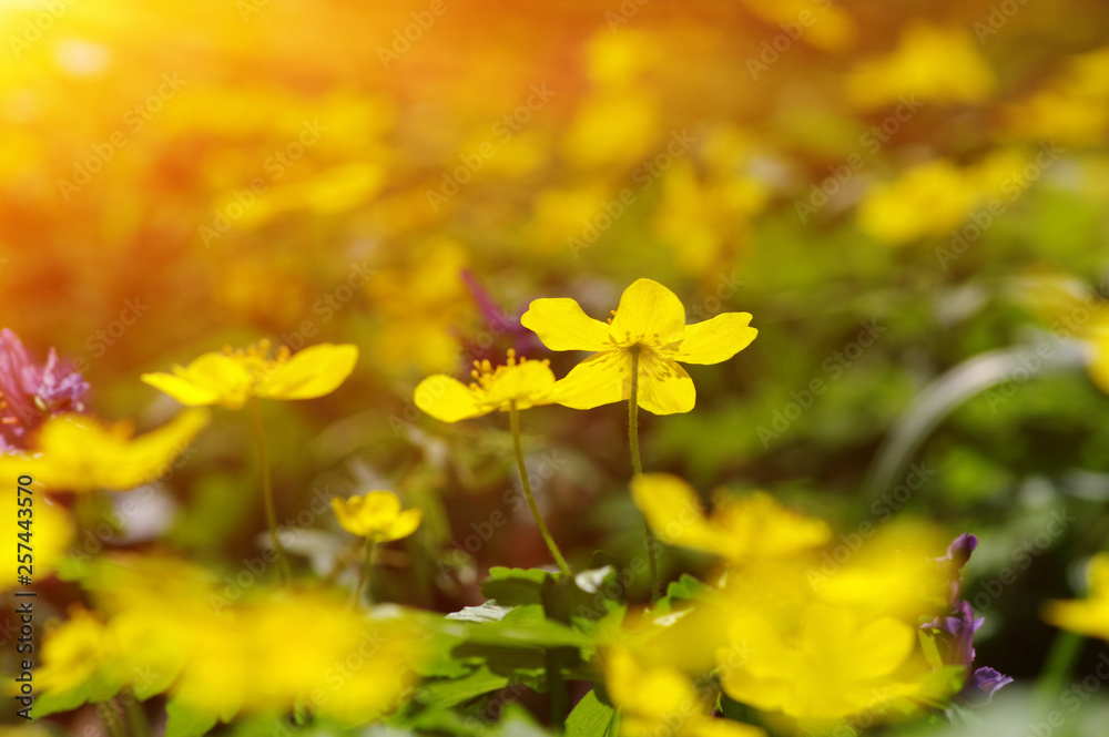 field of spring flowers