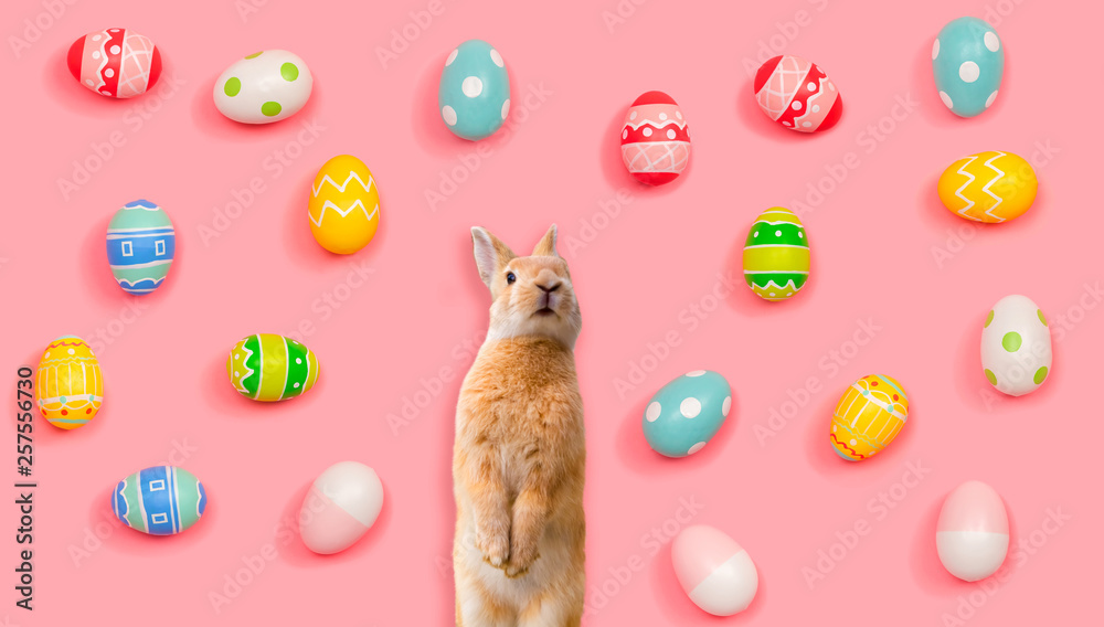 Rabbit with Easter eggs on a pink background