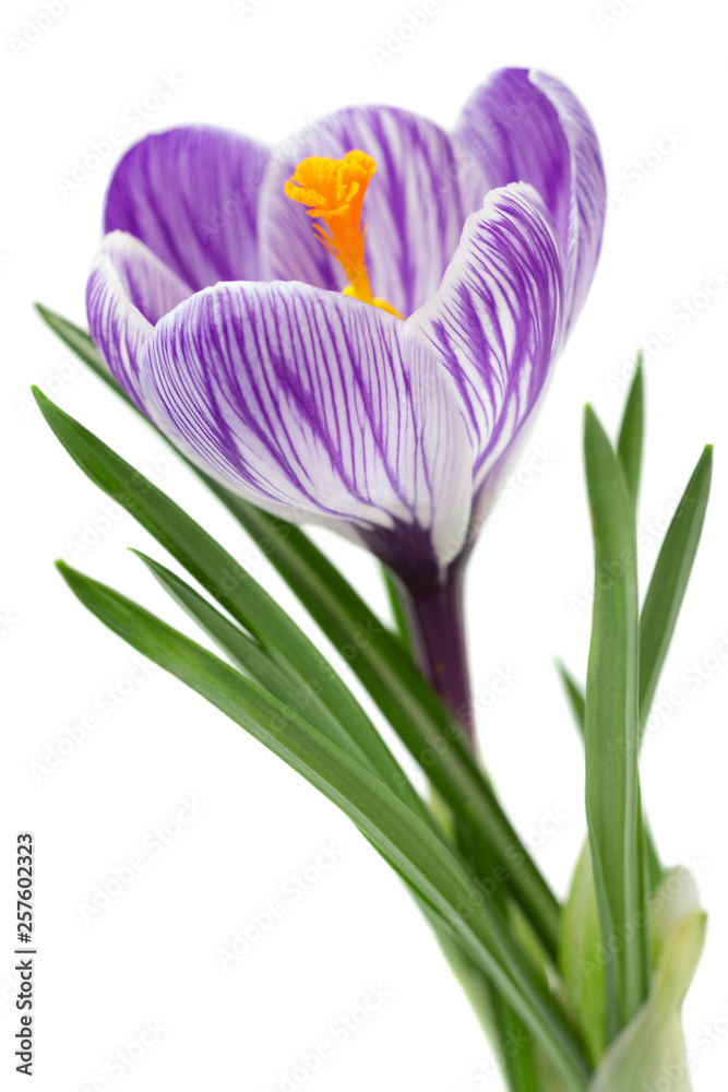 Violet crocus spring flower