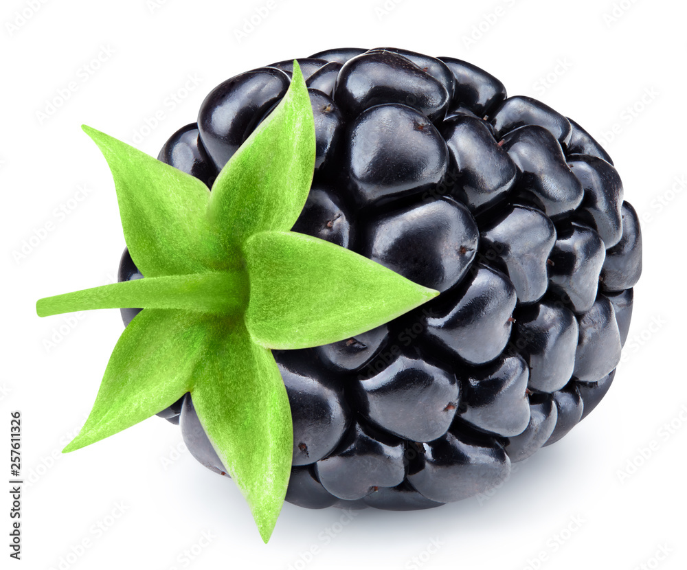 Blackberry leaf isolated