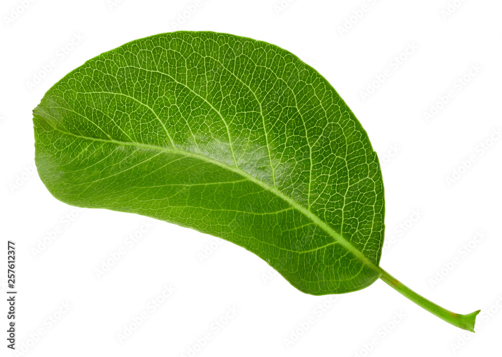 Pears leaves isolated on white