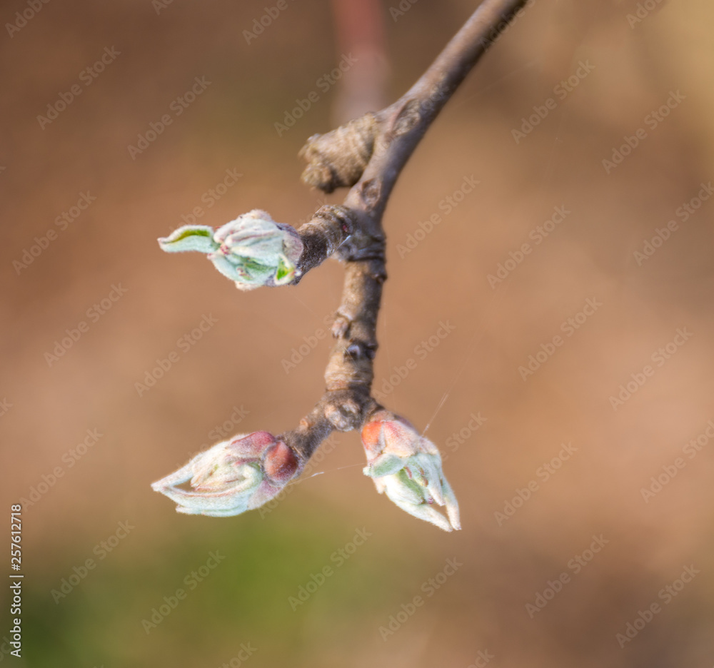 苹果嫩枝初芽