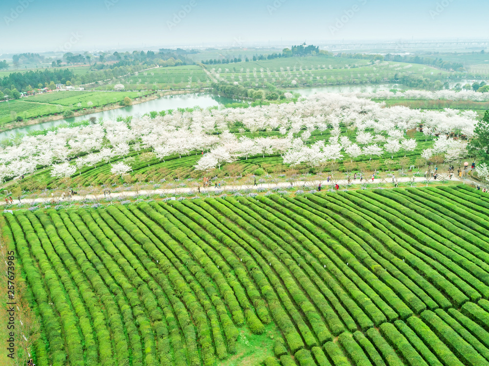 Tea Garden Overlooking Fenghuanggou Scenic Area in Nanchang County ，Chinese tea garden  