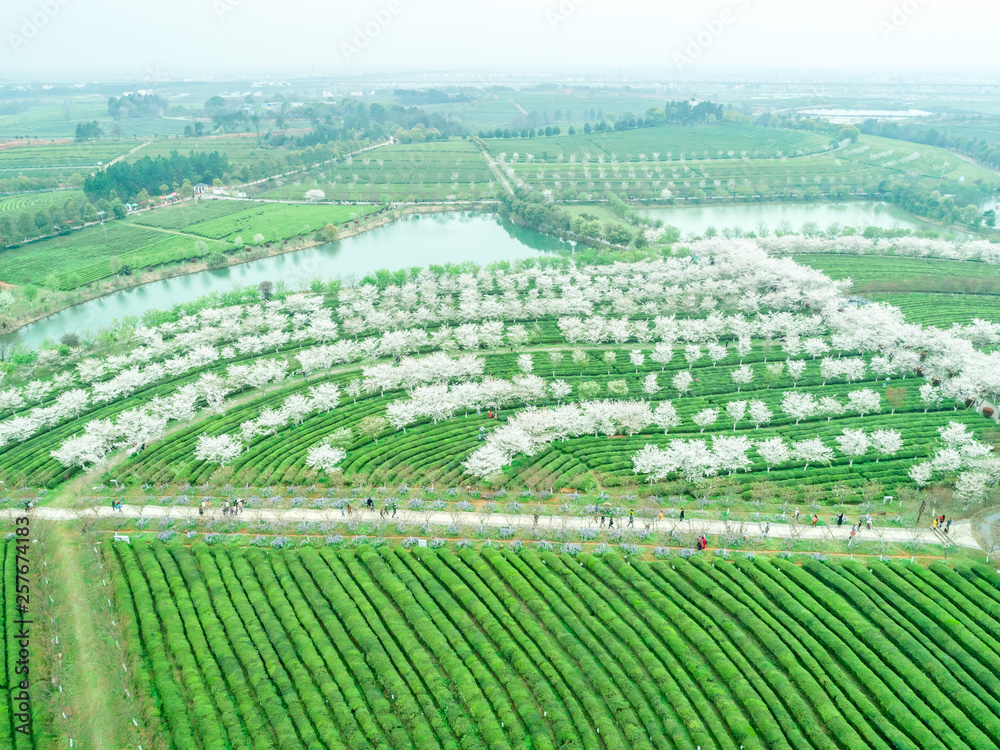 Tea Garden Overlooking Fenghuanggou Scenic Area in Nanchang County ，Chinese tea garden  