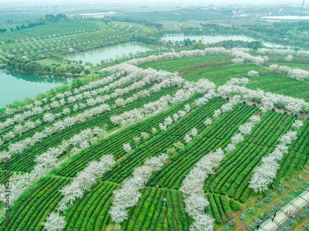 Tea Garden Overlooking Fenghuanggou Scenic Area in Nanchang County ，Chinese tea garden  