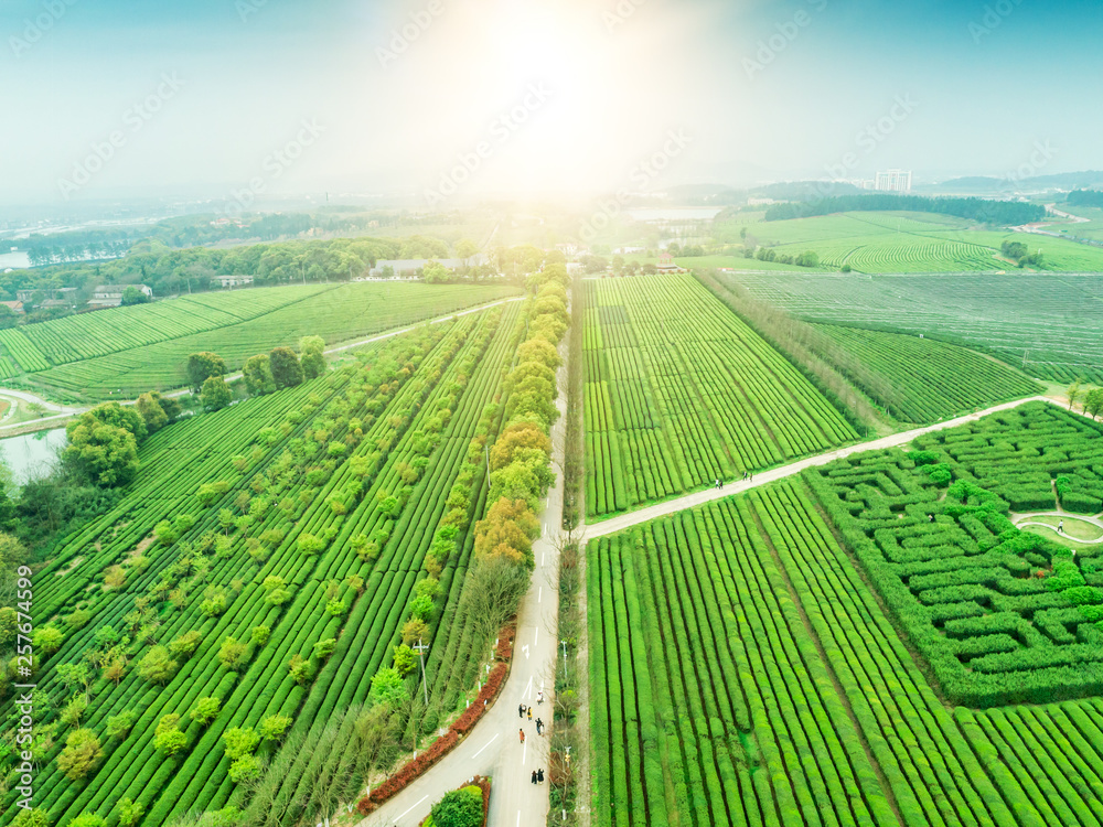 Tea Garden Overlooking Fenghuanggou Scenic Area in Nanchang County ，Chinese tea garden  