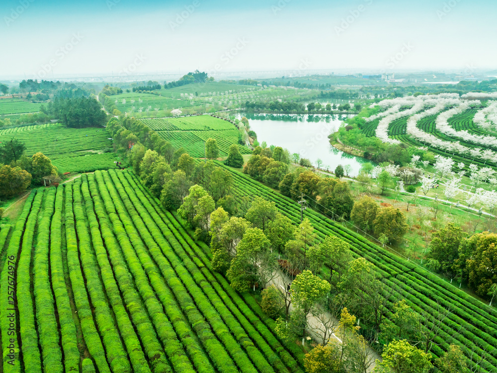 Tea Garden Overlooking Fenghuanggou Scenic Area in Nanchang County ，Chinese tea garden  