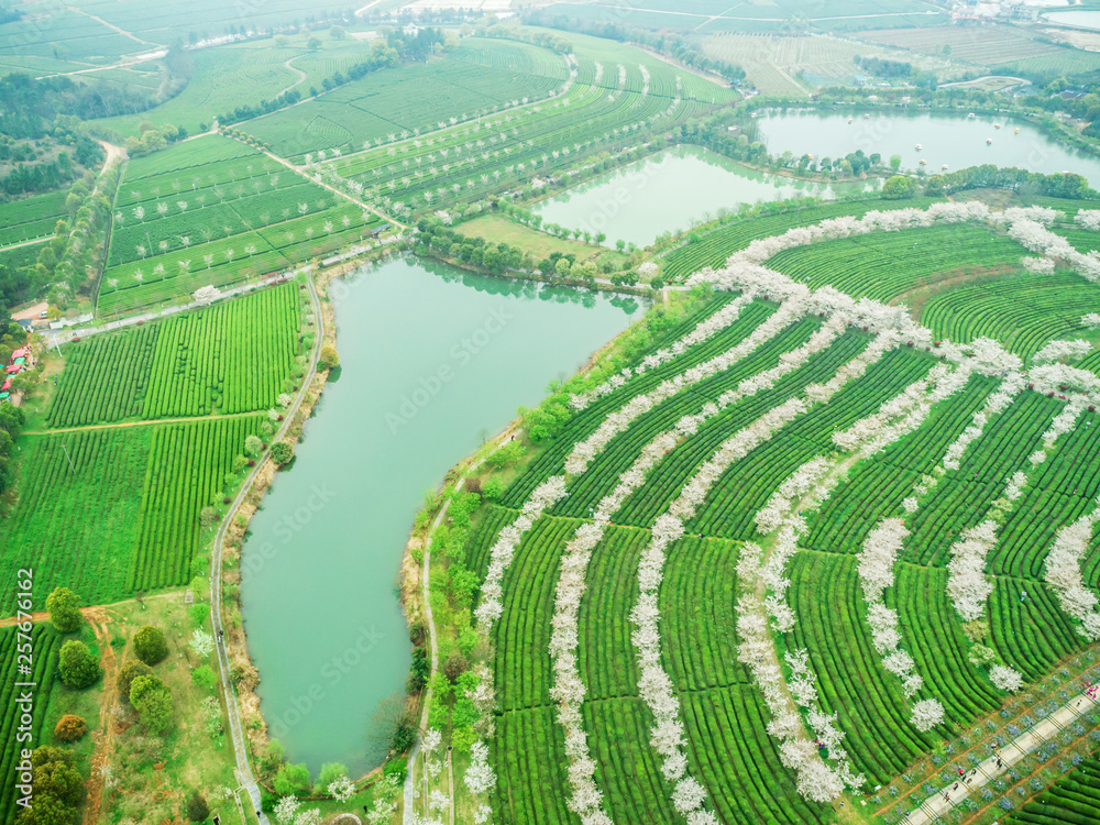 Tea Garden Overlooking Fenghuanggou Scenic Area in Nanchang County ，Chinese tea garden  