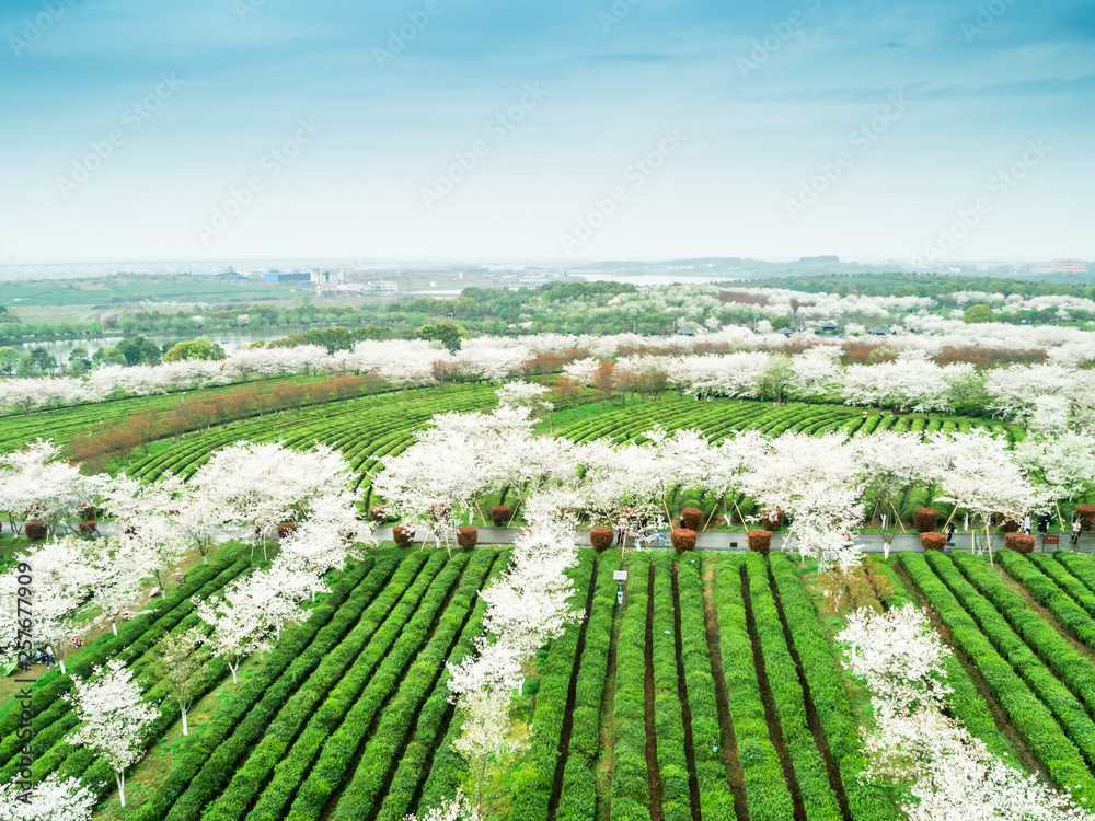 Tea Garden Overlooking Fenghuanggou Scenic Area in Nanchang County ，Chinese tea garden  