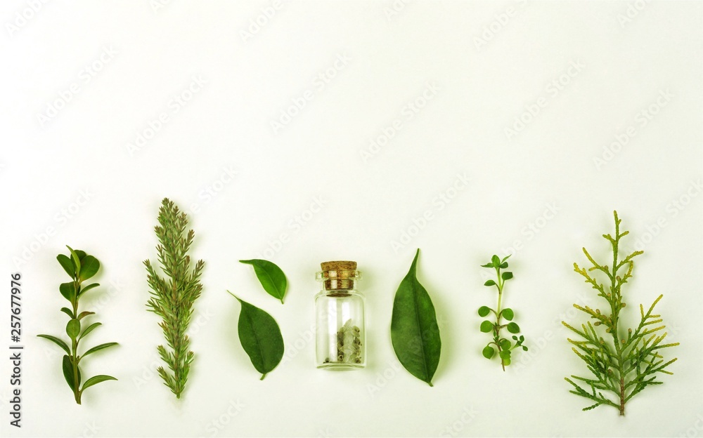 Plant leaves and bottle in row on white, top view