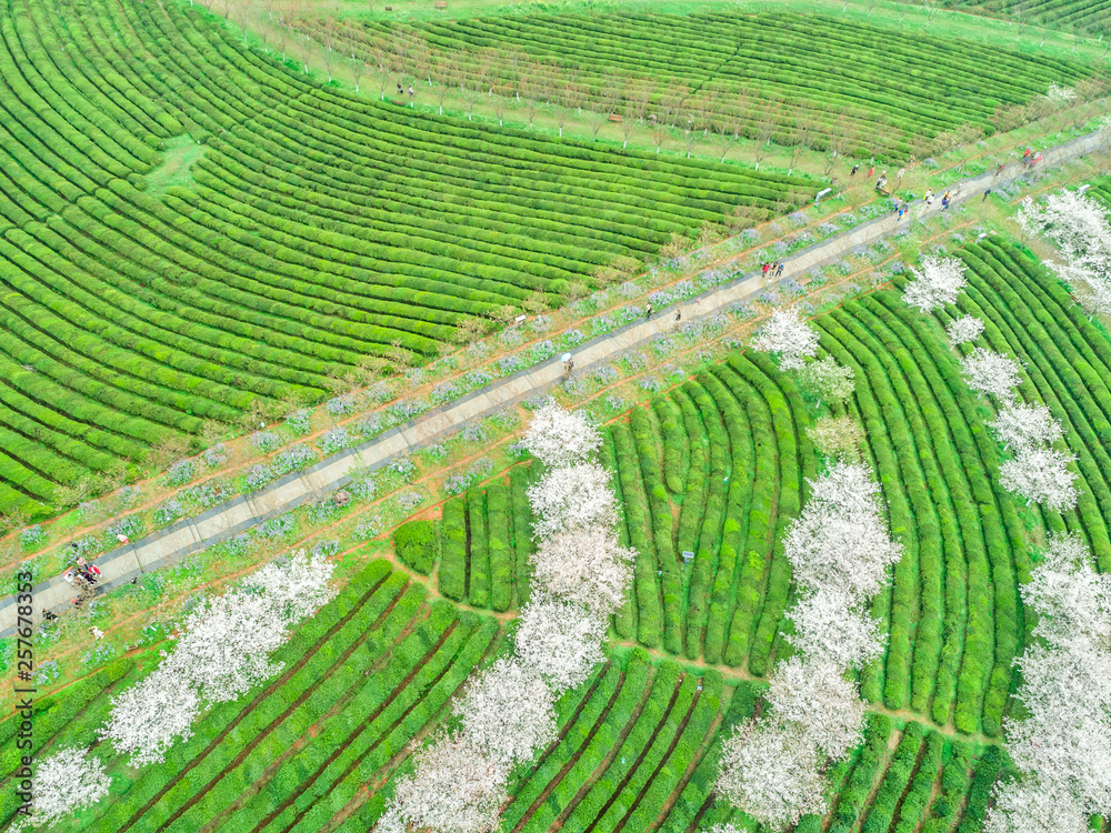 Tea Garden Overlooking Fenghuanggou Scenic Area in Nanchang County ，Chinese tea garden  