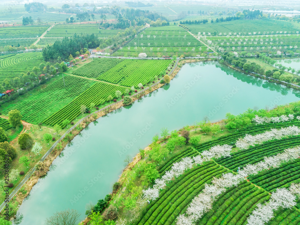 Tea Garden Overlooking Fenghuanggou Scenic Area in Nanchang County ，Chinese tea garden  