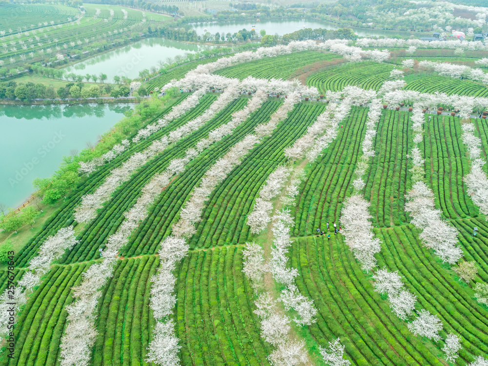 Tea Garden Overlooking Fenghuanggou Scenic Area in Nanchang County ，Chinese tea garden  