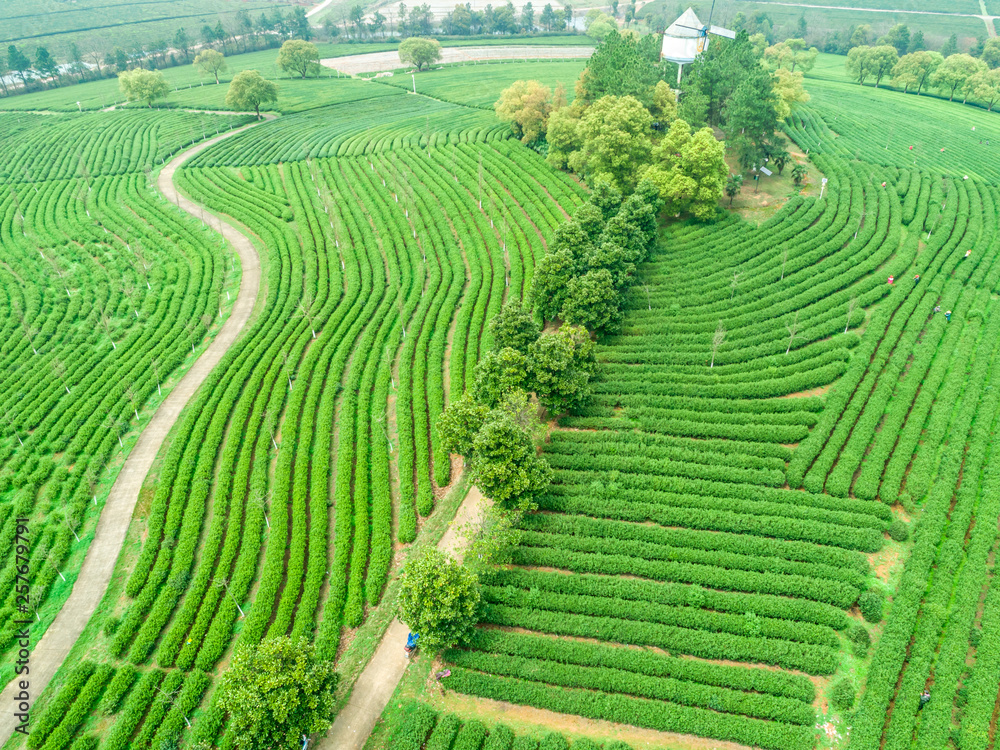 Tea Garden Overlooking Fenghuanggou Scenic Area in Nanchang County ，Chinese tea garden  