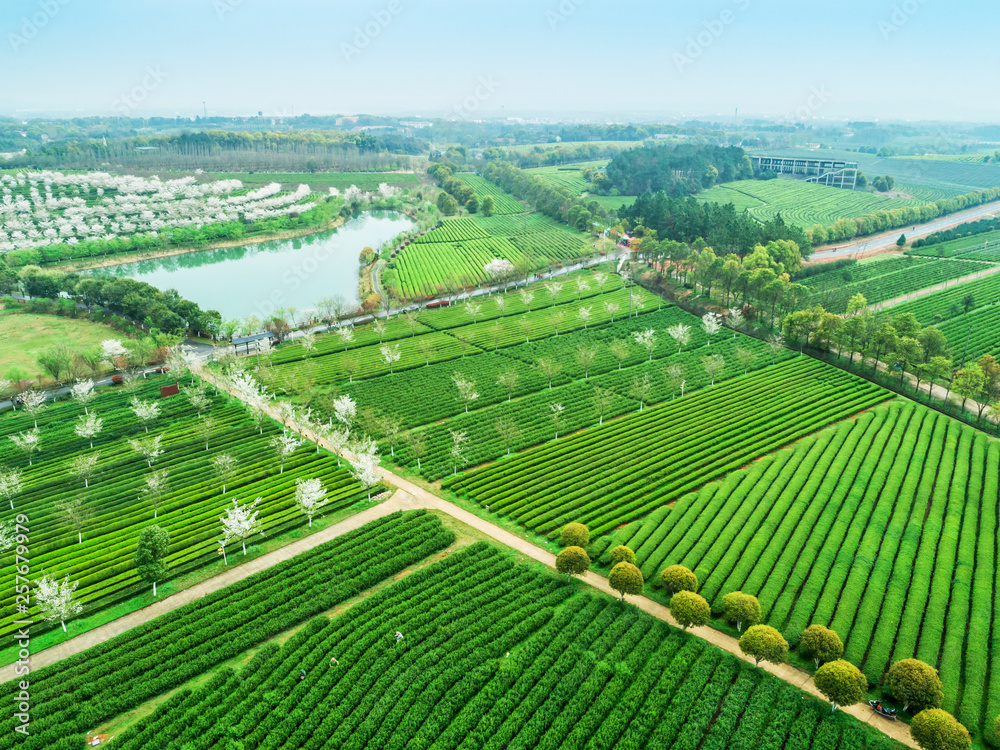 Tea Garden Overlooking Fenghuanggou Scenic Area in Nanchang County ，Chinese tea garden  