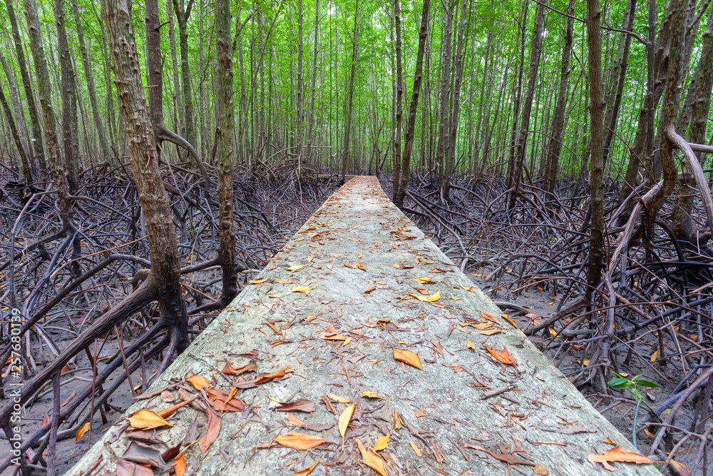 Walking path through in the mangrove forest