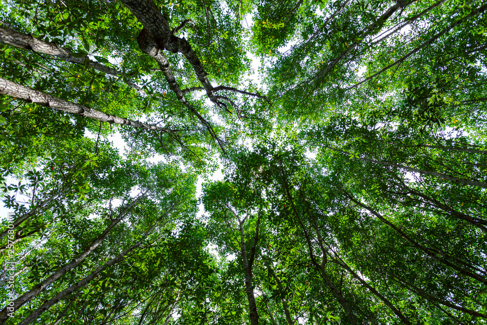 Forest growth trees. nature green mangrove forest backgrounds