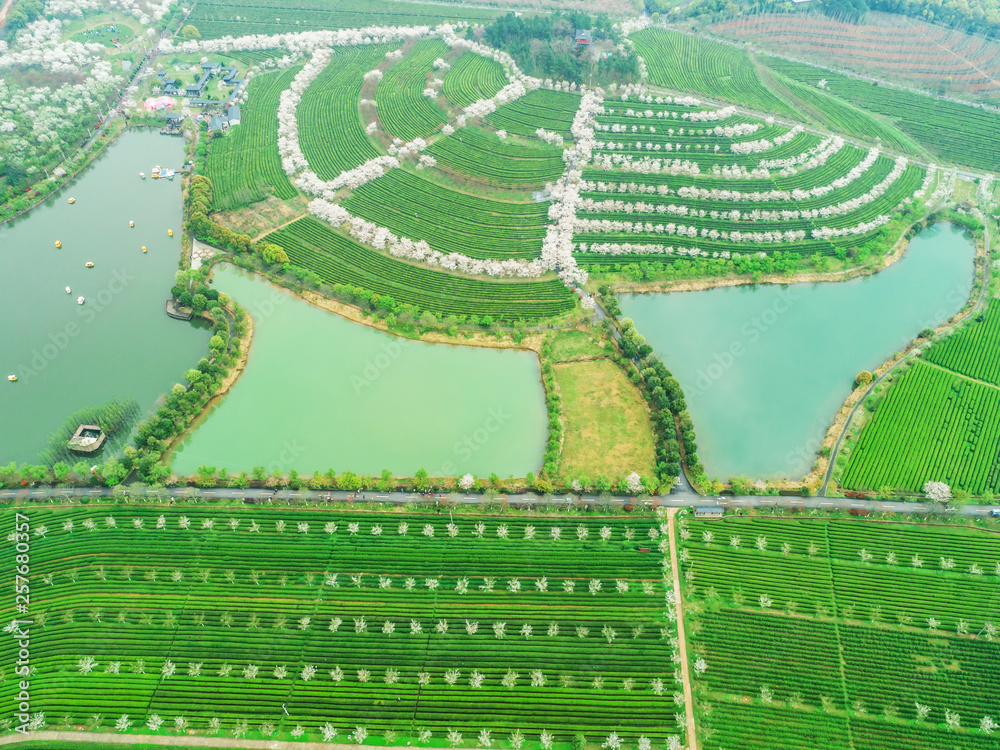 Tea Garden Overlooking Fenghuanggou Scenic Area in Nanchang County ，Chinese tea garden  