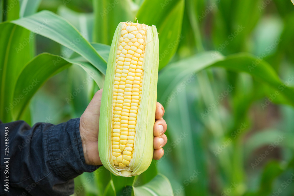 Corn in hand, natural background, Fresh corn on corn