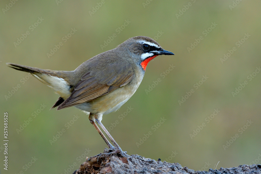 beautiful brown bird with bright red neck happy tail wagging up while perching on dirt ground over g