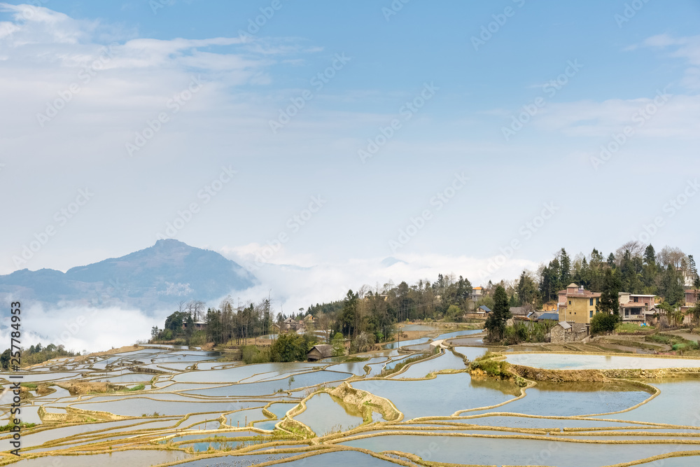 blue terraced field