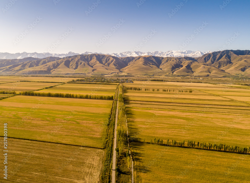 Yellow field and blue sky. The pastoral landscape. The countryside colorful background，Xinjiang, Chi